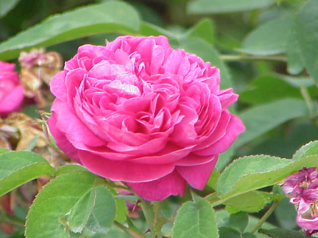 rosas de bulgaria